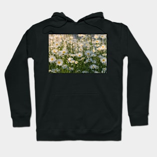 Wild Oxeye Daisies in Spring Hoodie